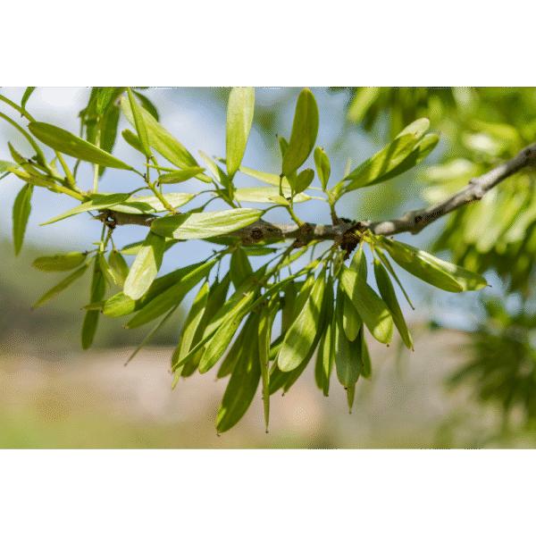 Fresno sureño (Fraxinus angustifolia) - Imagen 2