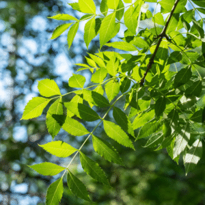 Fresno sureño (Fraxinus angustifolia)