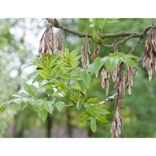 Fresno norteño (Fraxinus excelsior) - Imagen 2
