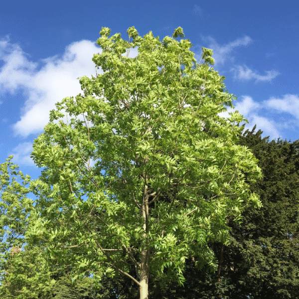Fresno norteño (Fraxinus excelsior) - Imagen 3