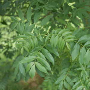 Fresno norteño (Fraxinus excelsior)