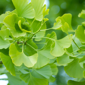 Ginkgo (Ginkgo biloba)