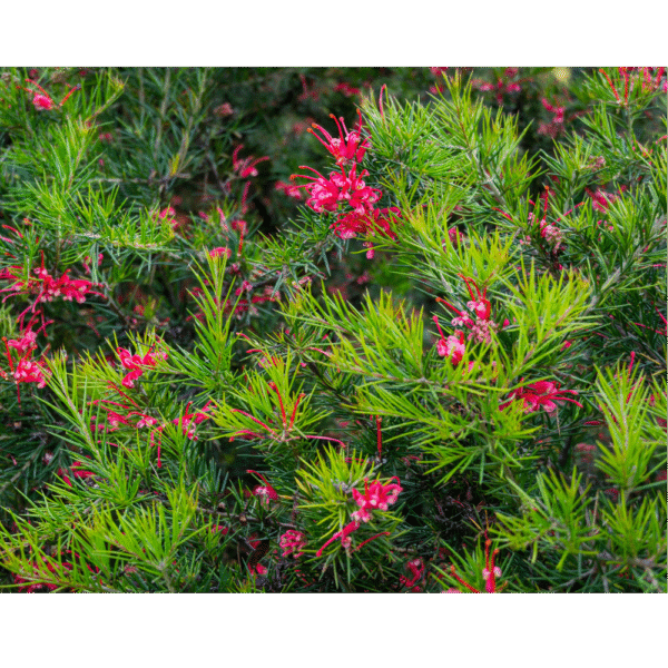 Grevillea (Grevillea juniperina) - Imagen 2