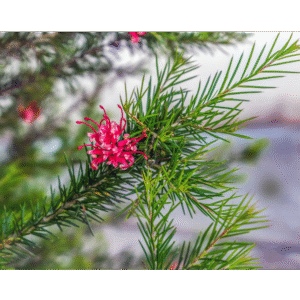 Grevillea (Grevillea juniperina)