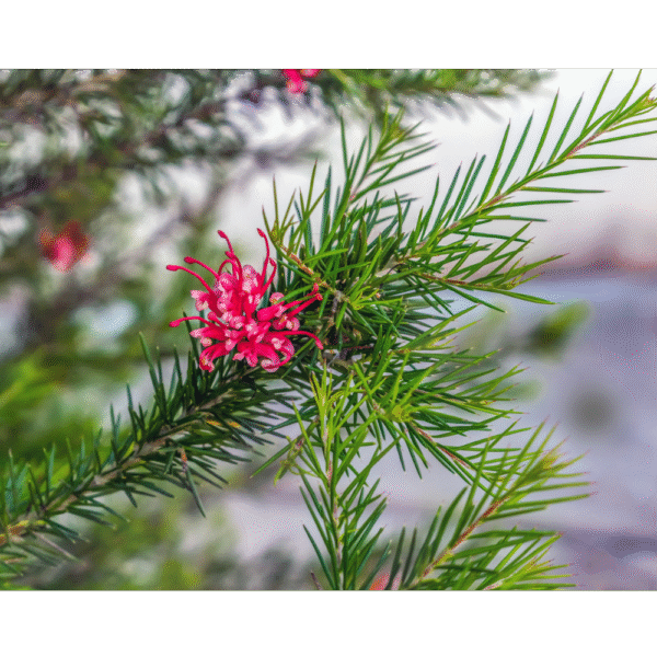 Grevillea (Grevillea juniperina)