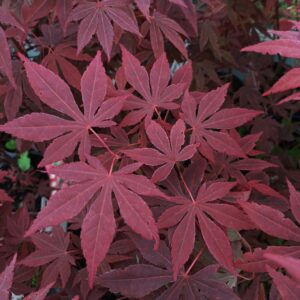 Arce Atropurpureum (Acer Atropurpureum)
