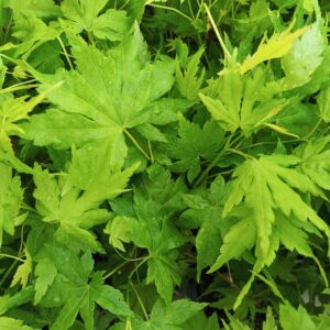 Arce Going Green (Acer Going Green)