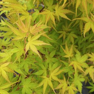 Arce Katsura (Acer Katsura)