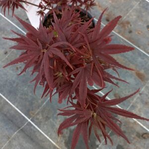 Arce Shaina (Acer Shaina)