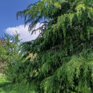 Cedro del Himalaya (Cedrus deodara)