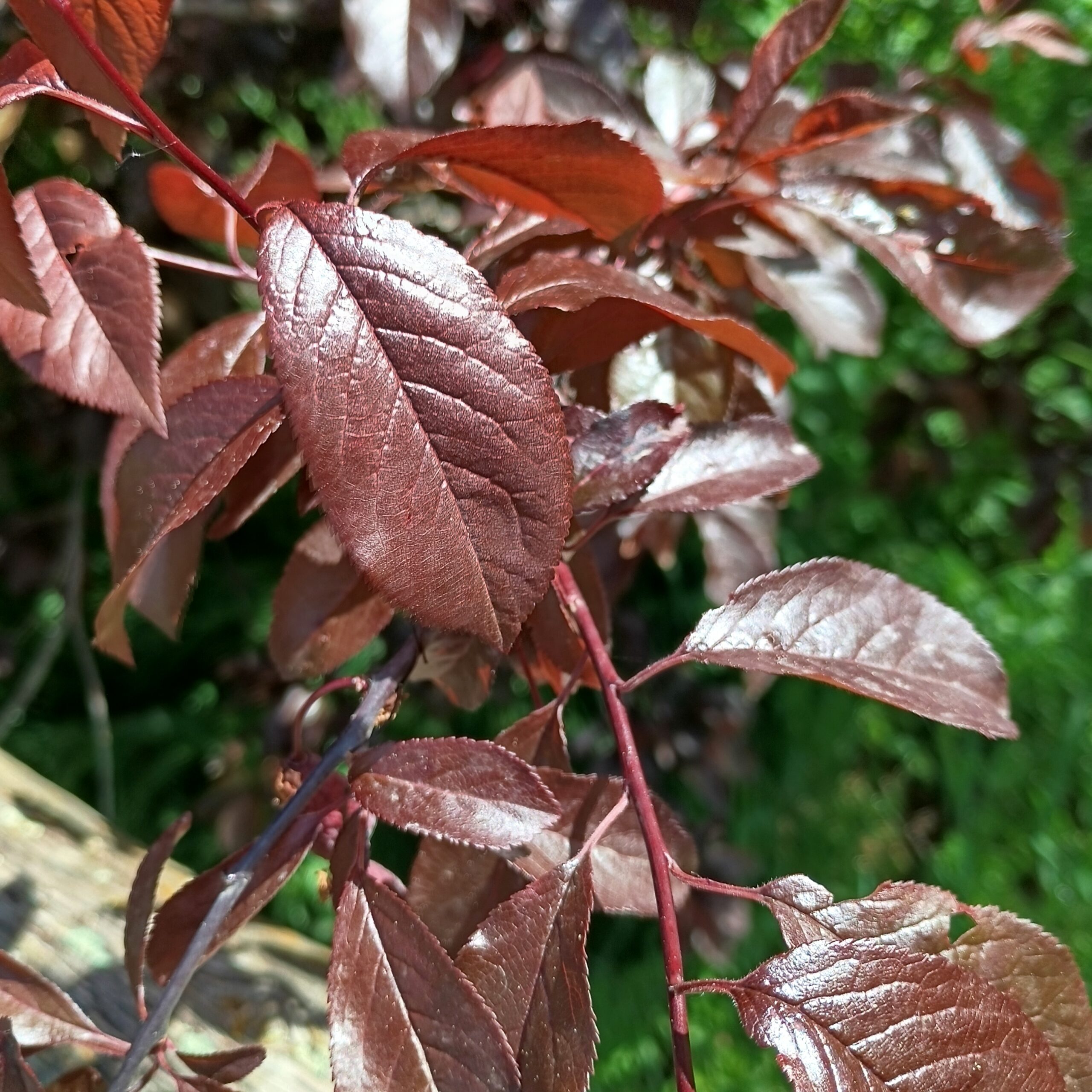 Ciruelo rojo (Prunus pisardii) - Imagen 2
