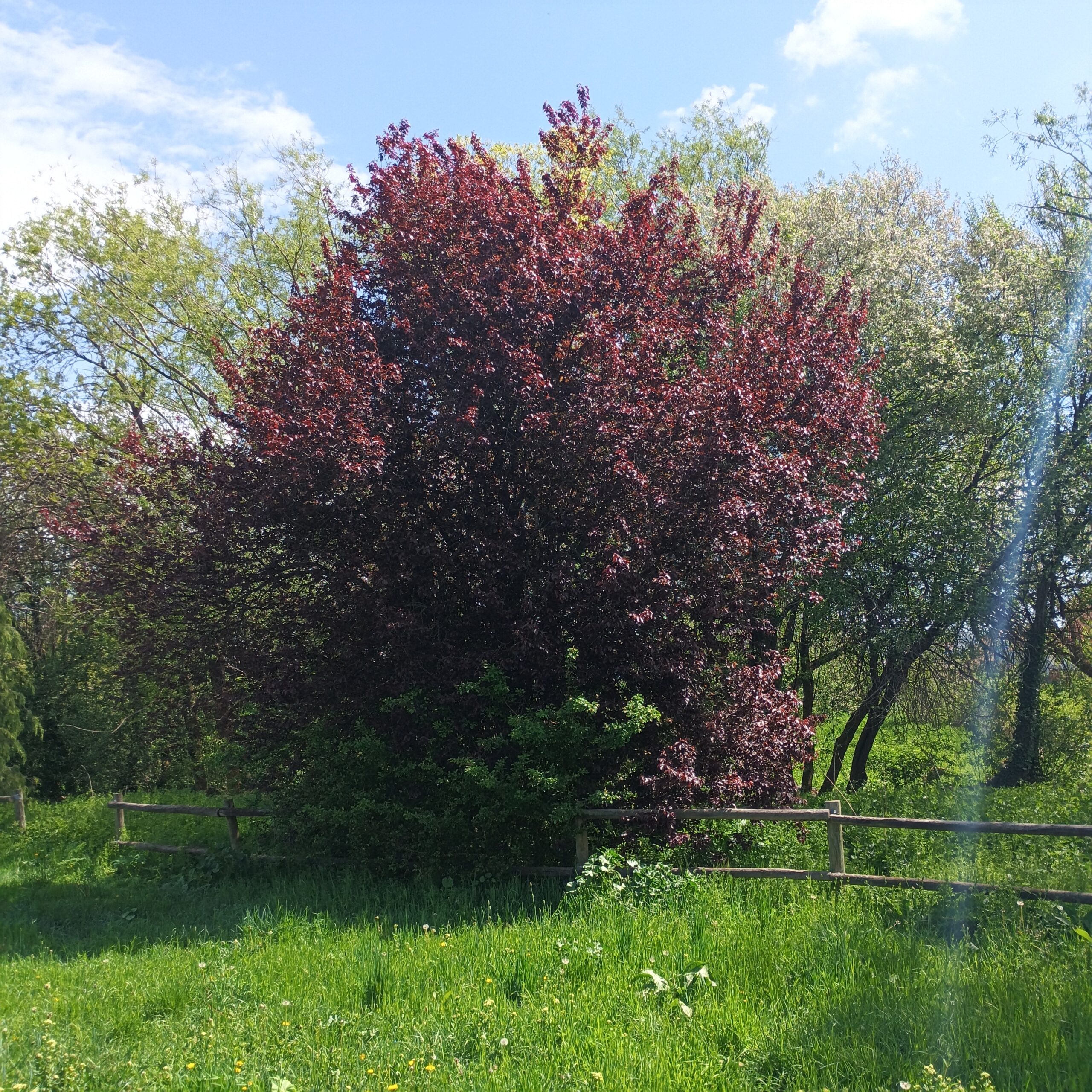 Ciruelo rojo (Prunus pisardii) - Imagen 3