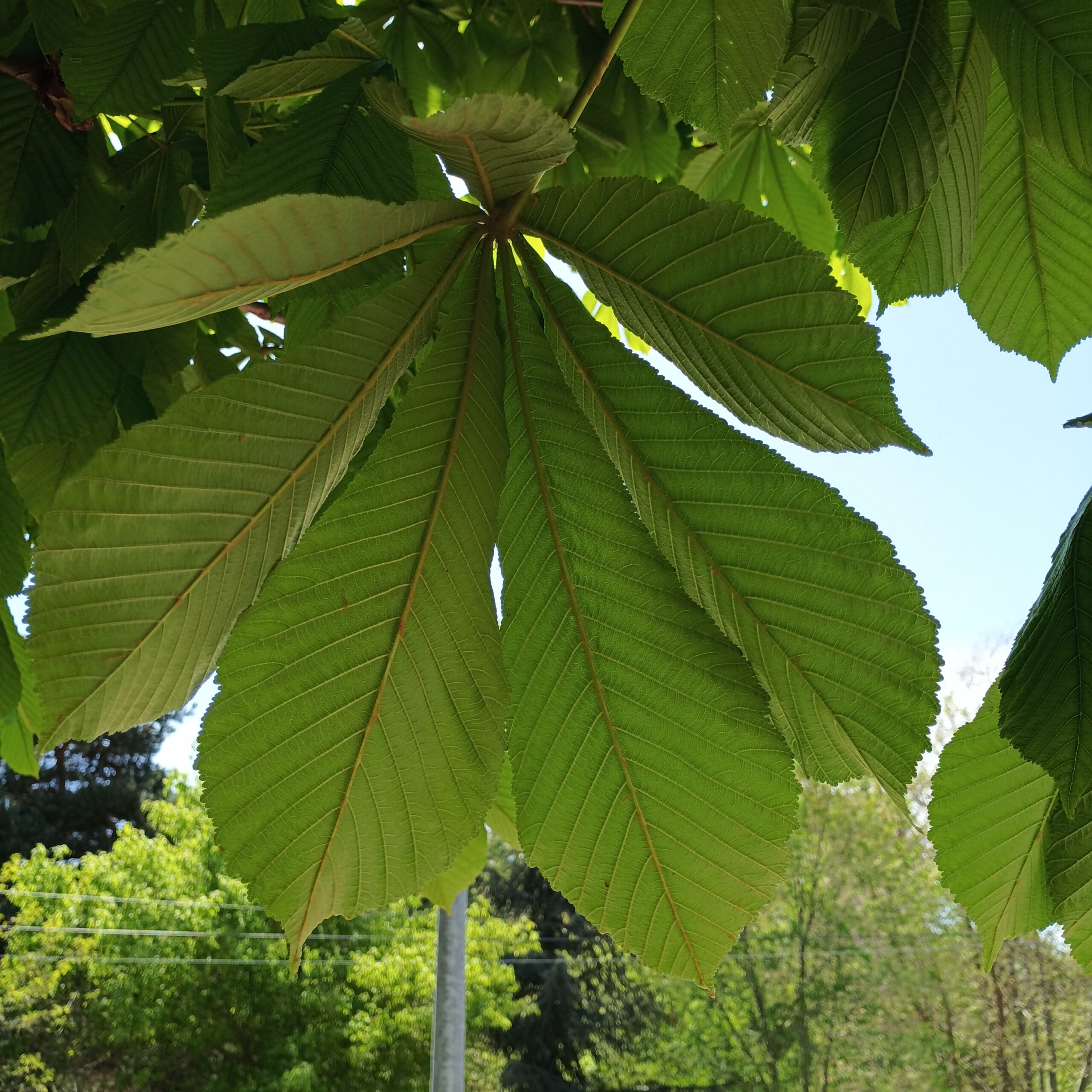 Castaño de Indias (Aesculus hippocastanum) - Imagen 2