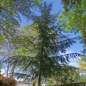 Cedro de Líbano (Cedrus libani)