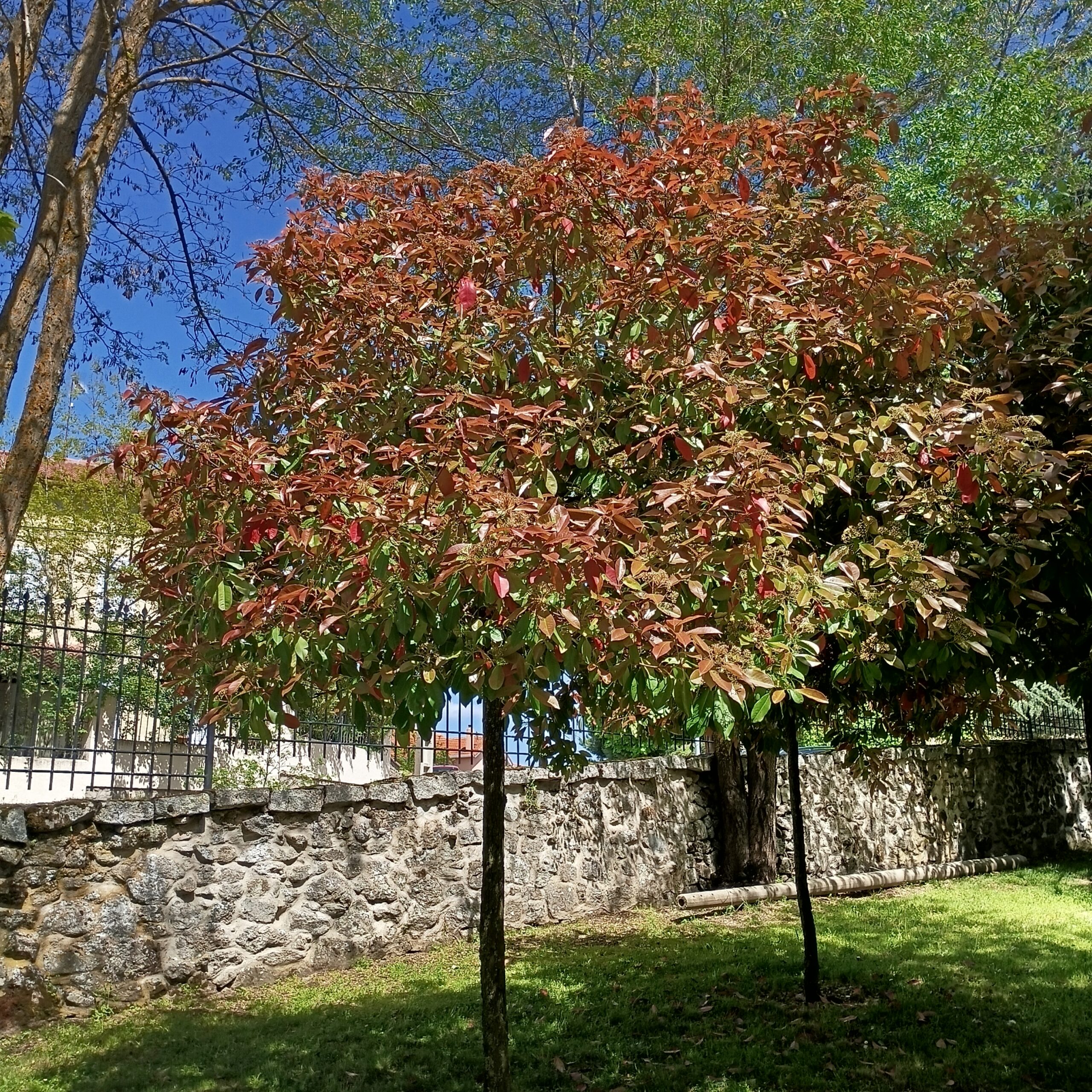 Photinia ×fraseri "Red Robin" - Imagen 3