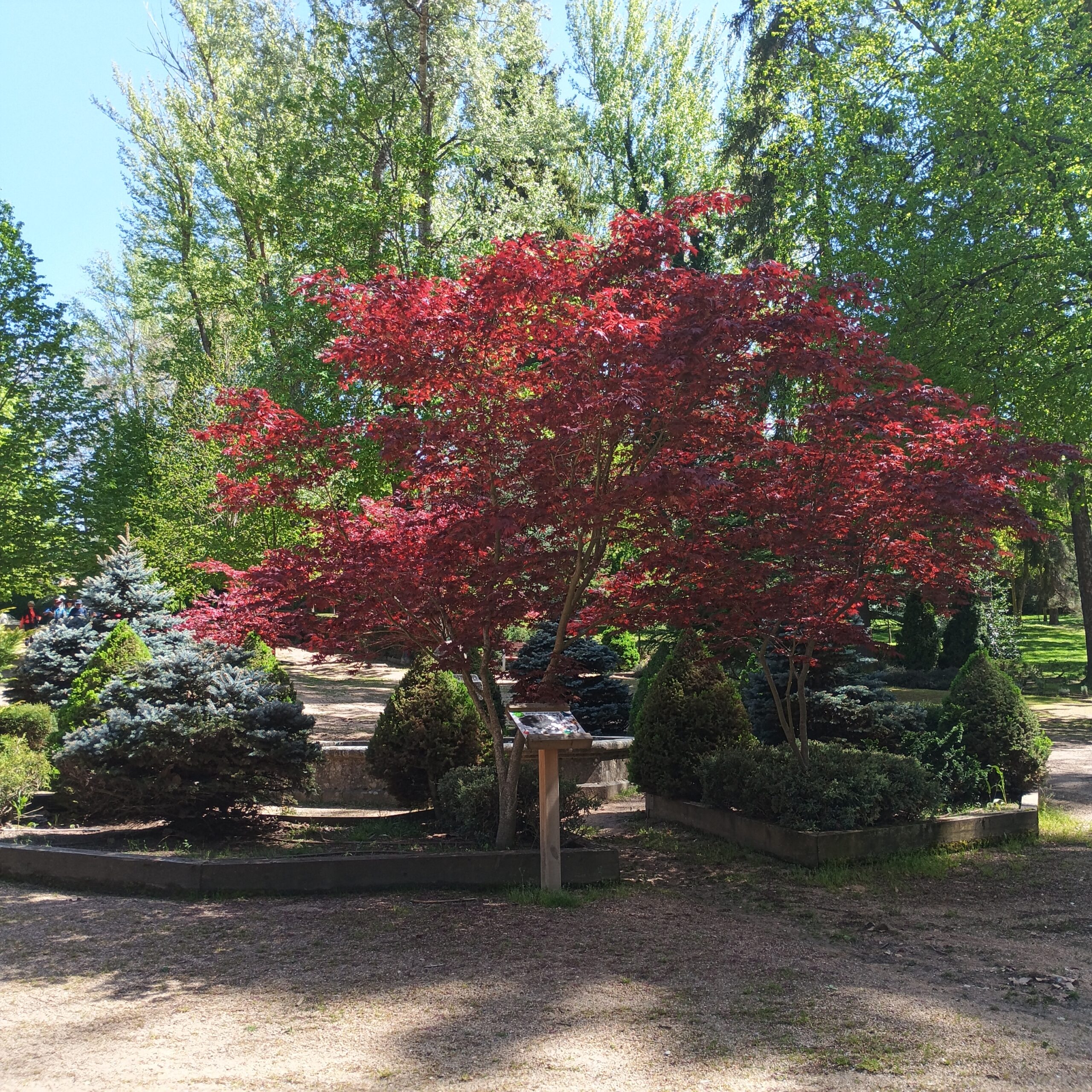 Arce Atropurpureum (Acer Atropurpureum) - Imagen 2