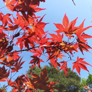 Arce Atropurpureum (Acer Atropurpureum)