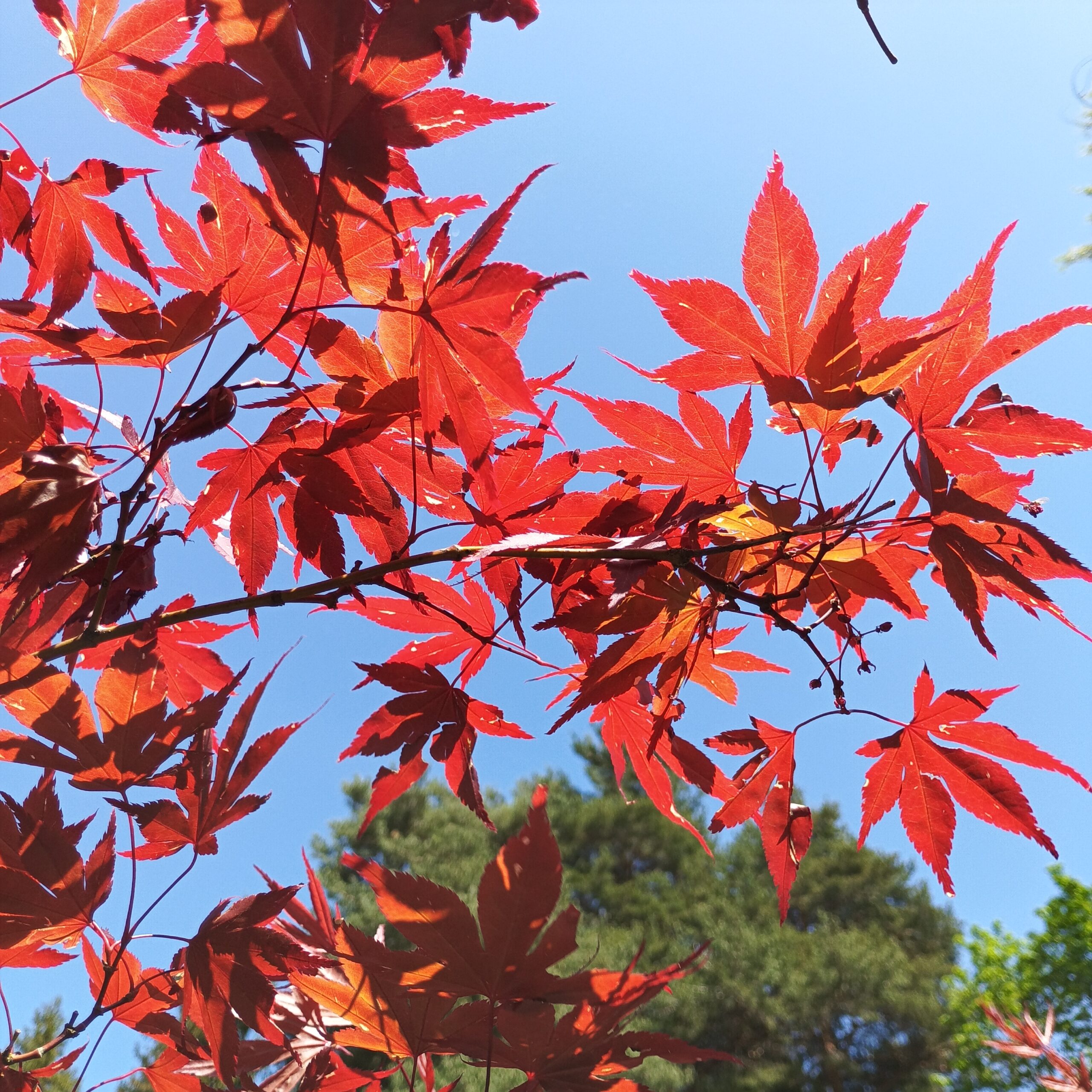 Arce Atropurpureum (Acer Atropurpureum)