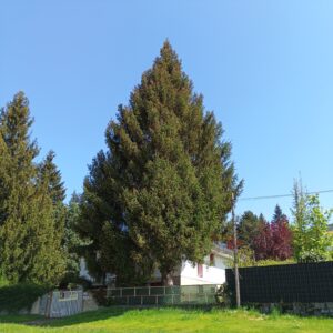 Abeto rojo (Picea abies)