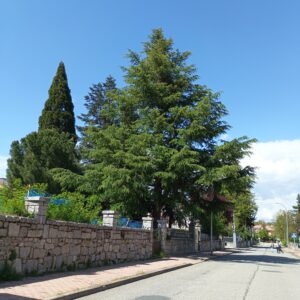 Cedro del Atlas (Cedrus atlantica)