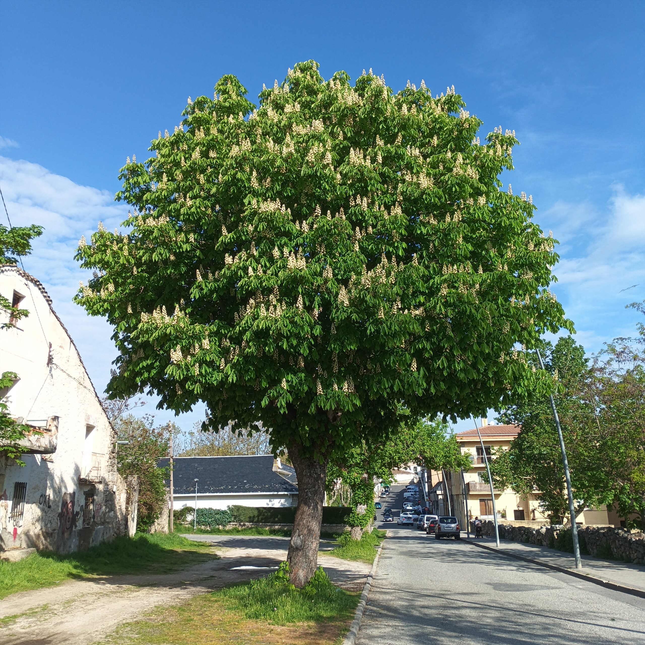 Castaño de Indias (Aesculus hippocastanum) - Imagen 3