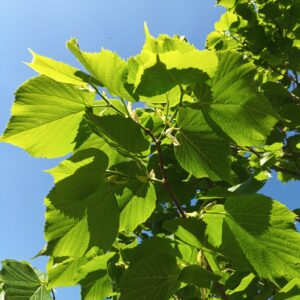 Tilo común (Tilia platyphyllos)