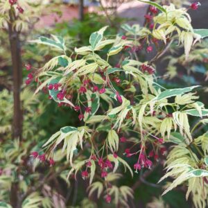 Arce Butterfly (Acer Butterfly)
