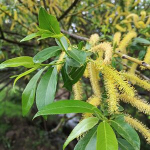 Salguero o sauce blanco (Salix alba)