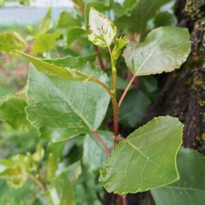 Álamo negro (Populus nigra)