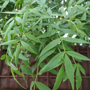 Fresno sureño (Fraxinus angustifolia)