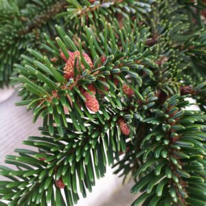Abeto español (abies pinsapo)
