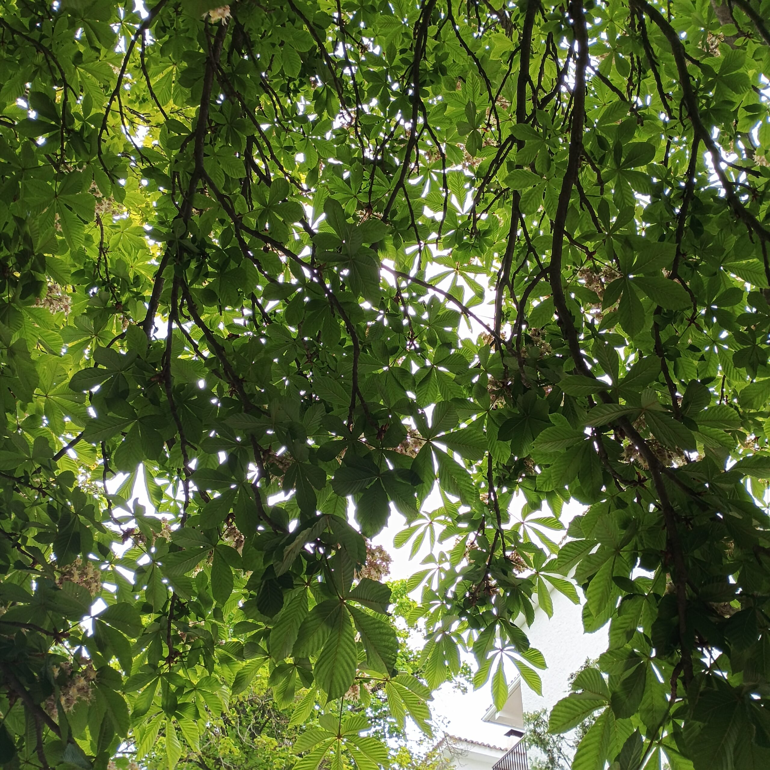 Castaño de Indias (Aesculus hippocastanum) - Imagen 4