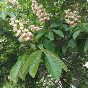 Castaño de Indias (Aesculus hippocastanum)