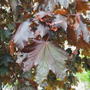 Arce Crimson King (Acer platanoides Crimson King)