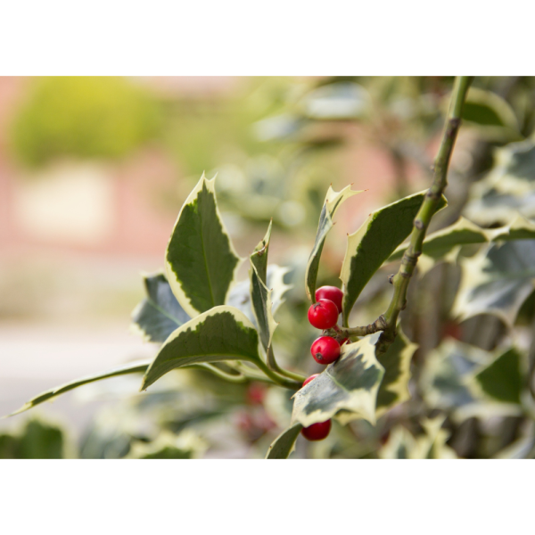 Acebo (Ilex aquifolium) - Imagen 2