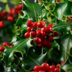 Acebo (Ilex aquifolium)