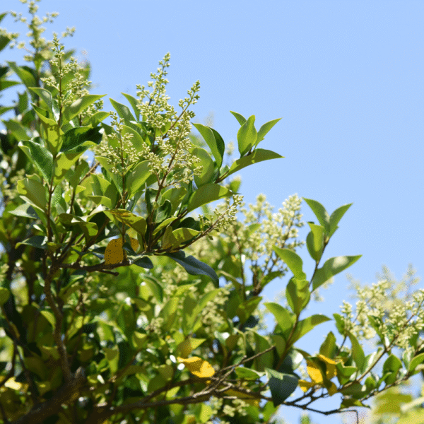 Aligustre/Aligustrón (Ligustrum japonicum)