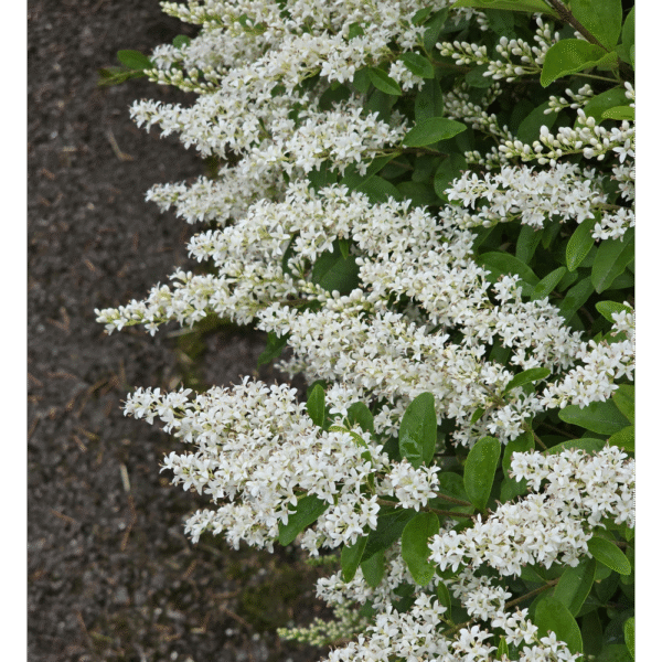 Aligustre/Aligustrón (Ligustrum japonicum) - Imagen 2