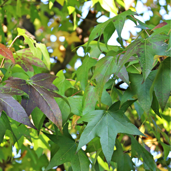 Liquidámbar (Liquidambar styraciflua) - Imagen 6