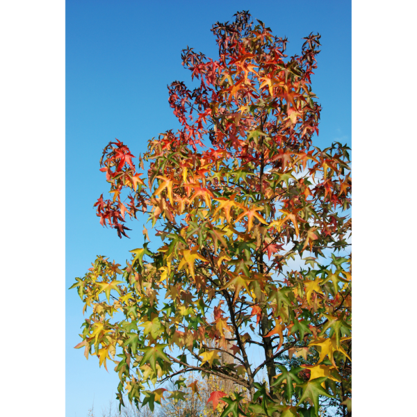 Liquidámbar (Liquidambar styraciflua) - Imagen 5