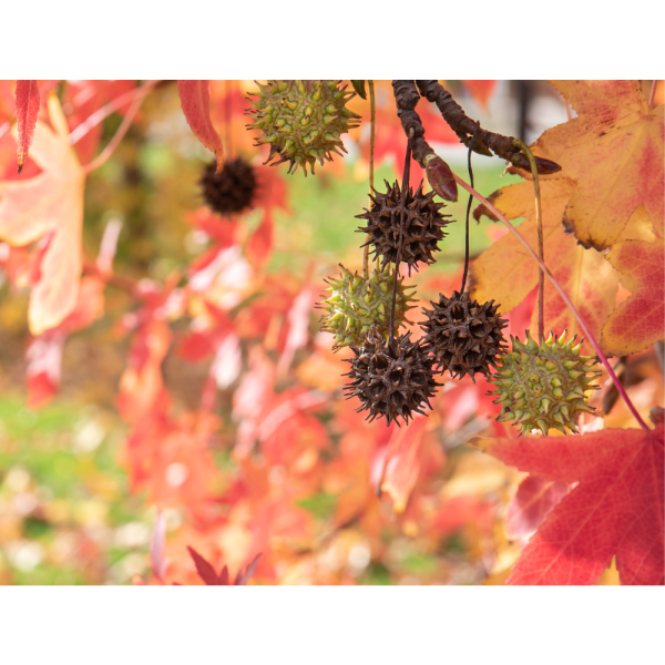 Liquidámbar (Liquidambar styraciflua) - Imagen 2
