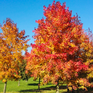 Liquidámbar (Liquidambar styraciflua)