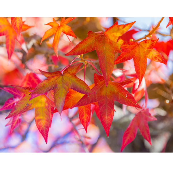 Liquidámbar (Liquidambar styraciflua) - Imagen 3