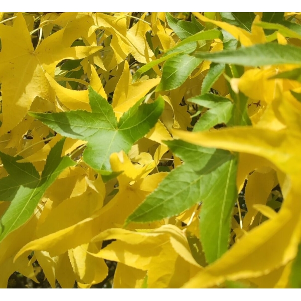 Liquidámbar (Liquidambar styraciflua) - Imagen 4