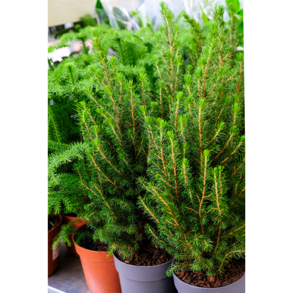 Abeto blanco (Picea glauca conica) - Imagen 2