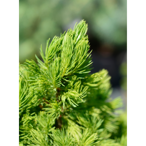 Abeto blanco (Picea glauca conica)
