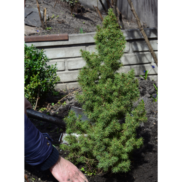Abeto blanco (Picea glauca conica) - Imagen 3