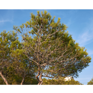 Pino de Alepo/Carrasco (Pinus halepensis)