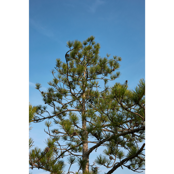 Pino salgareño (Pinus nigra) - Imagen 2