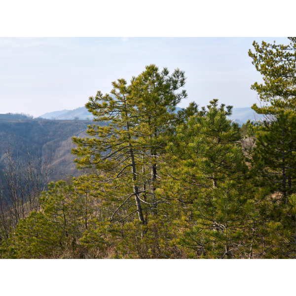 Pino salgareño (Pinus nigra) - Imagen 3